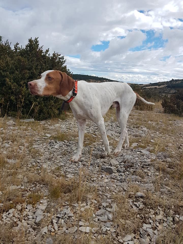 De La Diane Du Moulin Du Bois - 02.10.2020 Owen au sommet