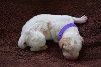 CHIOT